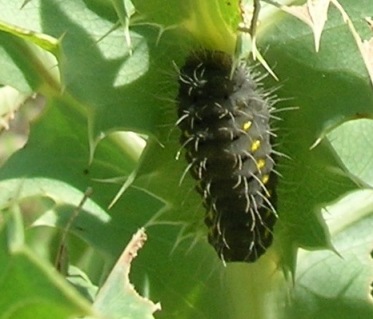 Larva di Zygaena erythrus o rubicundus?